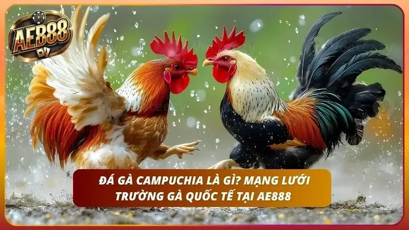 Đá Gà Campuchia - Cách Cược Tại Trường Gà Chính Thức AE888 1 Đấu trường chuyên nghiệp với hệ thống camera giám sát đa chiều.