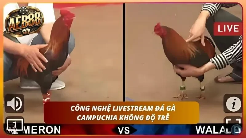Đá Gà Campuchia - Cách Cược Tại Trường Gà Chính Thức AE888 3 Livestream Full HD không độ trễ bắt trọn từng pha tung đòn.