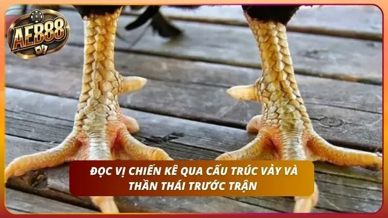 Đá Gà Campuchia - Cách Cược Tại Trường Gà Chính Thức AE888 5 Quan sát vảy và tư thế đứng giúp sư kê chốt kèo chuẩn xác.